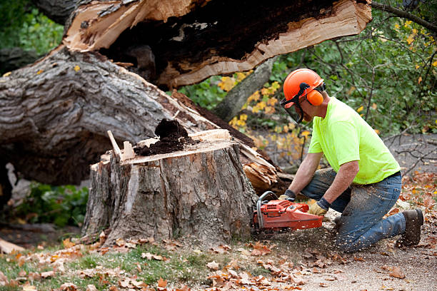 Best Tree Disease Treatment  in Plentywood, MT